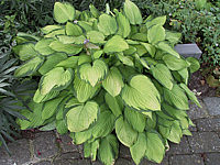 Hosta%20fortunei%20Gold%20Standard%20-%20Sol%2002.JPG