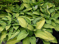 Hosta%20fortunei%20Gold%20Standard%2002.jpg