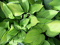 Hosta%20fortunei%20Gold%20Standard%2004.jpg