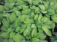 Hosta%20fortunei%20Gold%20Standard%2005.JPG