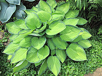 Hosta%20fortunei%20Gold%20Standard%2006.JPG