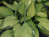 Hosta%20fortunei%20Gold%20Standard%2008.JPG
