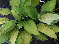 Hosta%20fortunei%20Gold%20Standard%2009.JPG