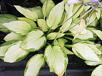 Hosta%20fortunei%20Gold%20Standard%2010.JPG