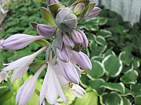 Hosta%20fortunei%20Gold%20Standard%20Bluete.JPG