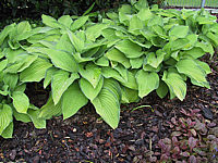 Hosta%20fortunei%20Gold%20Standard%20flaechig.JPG