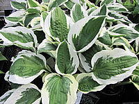 Hosta%20fortunei%20Patriot%2001.JPG