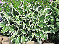 Hosta%20fortunei%20Patriot%2002.JPG