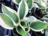 Hosta%20fortunei%20Patriot%2003.JPG