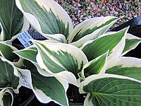 Hosta%20fortunei%20Patriot%2004.JPG