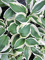 Hosta%20fortunei%20Patriot%2005.JPG