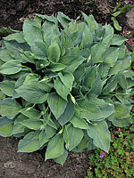 Hosta%20fortunei%20Spinners%20Selection%20-%20Sol%20im%20Beet.JPG