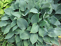 Hosta%20fortunei%20Spinners%20Selection%2000.JPG