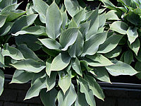 Hosta%20fortunei%20Spinners%20Selection%2002.jpg