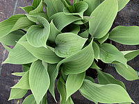 Hosta%20fortunei%20Spinners%20Selection%2008.jpg