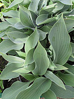 Hosta%20fortunei%20Spinners%20Selection%2009.jpg