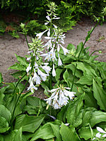 Hosta%20kikutii%2001.jpg