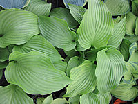 Hosta%20kikutii%2002.JPG