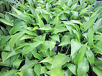 Hosta%20lancifolia%20-%20junge%20Pflanzen.JPG
