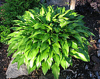 Hosta%20lancifolia%2001.jpg