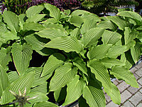Hosta%20montana%20Praeflorens%201.jpg