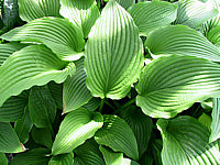 Klicken Sie auf die Vorschau, um das Vollbild zu sehen Hosta%20montana%20Praeflorens%202.jpg