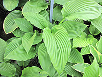 Klicken Sie auf die Vorschau, um das Vollbild zu sehen Hosta%20montana%20Praeflorens%203.JPG
