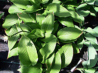 Klicken Sie auf die Vorschau, um das Vollbild zu sehen Hosta%20montana%20Praeflorens%204.jpg