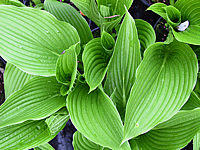 Klicken Sie auf die Vorschau, um das Vollbild zu sehen Hosta%20montana%20Praeflorens%20Austrieb.jpg