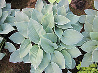 Klicken Sie auf die Vorschau, um das Vollbild zu sehen Hosta%20nakaiana%20Blue%20Boy%2001.JPG