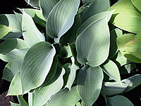 Klicken Sie auf die Vorschau, um das Vollbild zu sehen Hosta%20nakaiana%20Blue%20Boy%2002.jpg