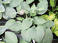Klicken Sie auf die Vorschau, um das Vollbild zu sehen Hosta%20nakaiana%20Blue%20Boy%2004.jpg