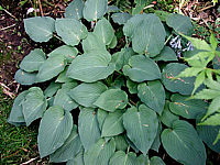 Klicken Sie auf die Vorschau, um das Vollbild zu sehen Hosta%20nakaiana%20Blue%20Boy%2005.jpg