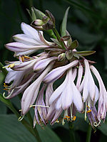 Klicken Sie auf die Vorschau, um das Vollbild zu sehen Hosta%20nakaiana%20Blue%20Boy%2006.jpg