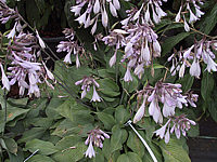 Klicken Sie auf die Vorschau, um das Vollbild zu sehen Hosta%20nakaiana%20Blue%20Boy%2007.JPG