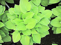 Klicken Sie auf die Vorschau, um das Vollbild zu sehen Hosta%20nakaiana%20Golden%20Nakaiana%2001.JPG