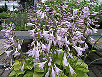 Klicken Sie auf die Vorschau, um das Vollbild zu sehen Hosta%20nakaiana%20Golden%20Nakaiana%2002.jpg