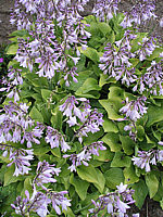 Klicken Sie auf die Vorschau, um das Vollbild zu sehen Hosta%20nakaiana%20Golden%20Nakaiana%2003.jpg