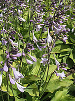 Klicken Sie auf die Vorschau, um das Vollbild zu sehen Hosta%20nakaiana%20Golden%20Nakaiana%2004.jpg