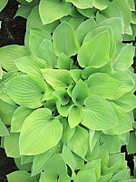 Klicken Sie auf die Vorschau, um das Vollbild zu sehen Hosta%20nakaiana%20Golden%20Nakaiana%2005.JPG
