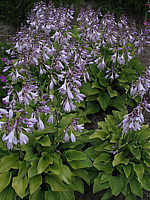 Klicken Sie auf die Vorschau, um das Vollbild zu sehen Hosta%20nakaiana%20Golden%20Nakaiana%2006.jpg