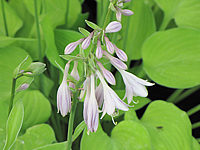 Klicken Sie auf die Vorschau, um das Vollbild zu sehen Hosta%20nakaiana%20Golden%20Nakaiana%2007.JPG