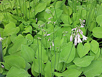 Klicken Sie auf die Vorschau, um das Vollbild zu sehen Hosta%20nakaiana%20Golden%20Nakaiana%2008.JPG
