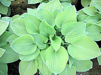 Klicken Sie auf die Vorschau, um das Vollbild zu sehen Hosta%20nakaiana%20Golden%20Nakaiana%2009.JPG