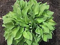 Klicken Sie auf die Vorschau, um das Vollbild zu sehen Hosta%20nakaiana%20Golden%20Nakaiana%2010.jpg