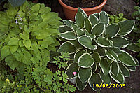 Klicken Sie auf die Vorschau, um das Vollbild zu sehen Hosta%20nakaiana%20Golden%20Nakaiana%2011.JPG