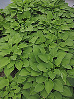 Klicken Sie auf die Vorschau, um das Vollbild zu sehen Hosta%20nakaiana%20Golden%20Nakaiana%203.JPG