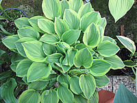 Klicken Sie auf die Vorschau, um das Vollbild zu sehen Hosta%20nakaiana%20Golden%20Tiara%2001.JPG