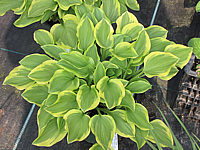 Klicken Sie auf die Vorschau, um das Vollbild zu sehen Hosta%20nakaiana%20Golden%20Tiara%2002.JPG