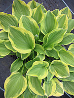 Klicken Sie auf die Vorschau, um das Vollbild zu sehen Hosta%20nakaiana%20Golden%20Tiara%2004.JPG